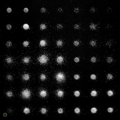 mus000486272.jpg