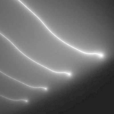 mus000493187.jpg
