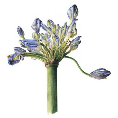 mus000497989.jpg