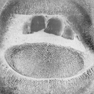 mus000384892.jpg