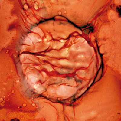 mus000501600.jpg