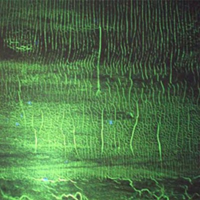mus000413501.jpg