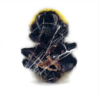 mus000458576.jpg