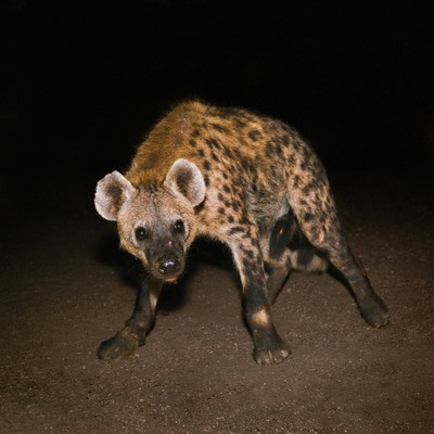 MUS000633768.jpg