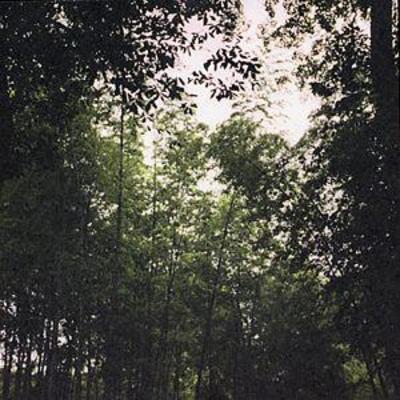 mus000092175.jpg