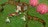littleking288907.jpg