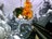 goldeneye0331644.jpg