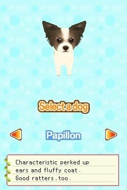 fashiondog275978.jpg