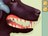 animalplan295112.jpg