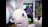 rabbidsali355195.jpg