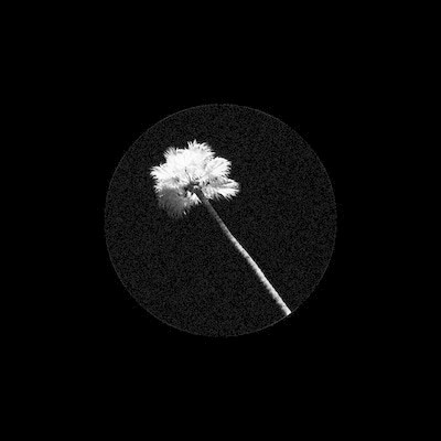 MUS000484541.jpg