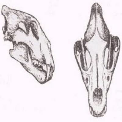 mus000185011.jpg