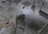 combatelit122195.jpg