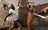 left4dead2299091.jpg