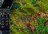settlers3g34092.jpg