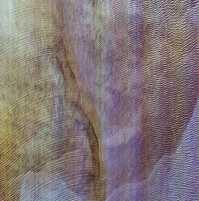 mus000378238.jpg