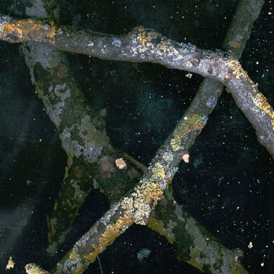 MUS000736767.jpg