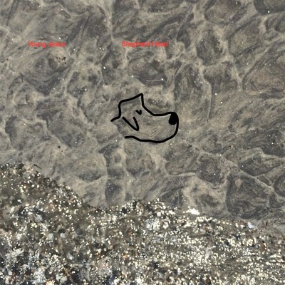 MUS000727530.jpg