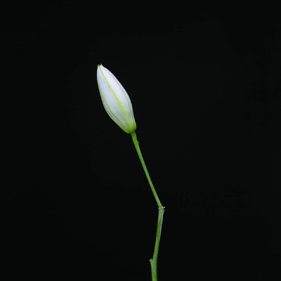 MUS000615932.jpg