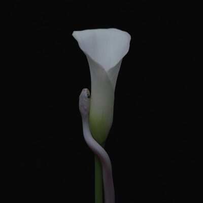 MUS000703517.jpg