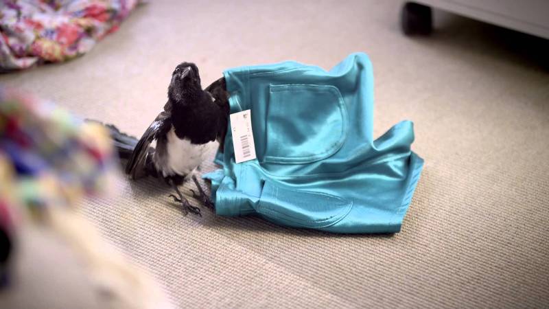 Magpie with Clothes