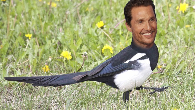 Magpie McConaughey